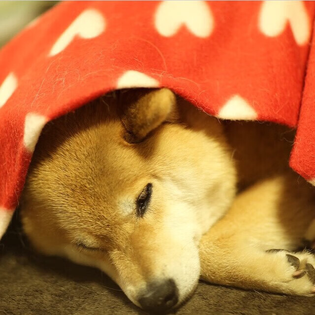 奥运赛场食品安全保障方案正式发布，日本奥运会食品安全